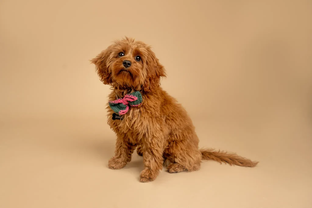 Little dog looking into camera