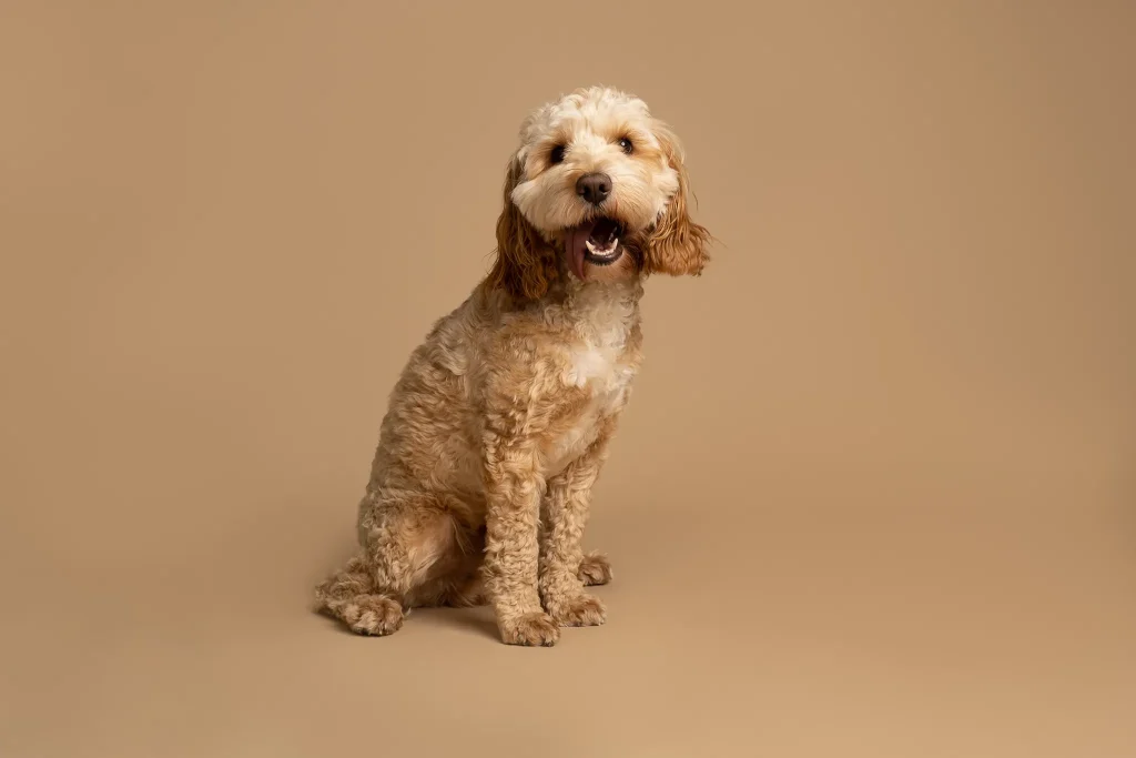 Dog looking at camera